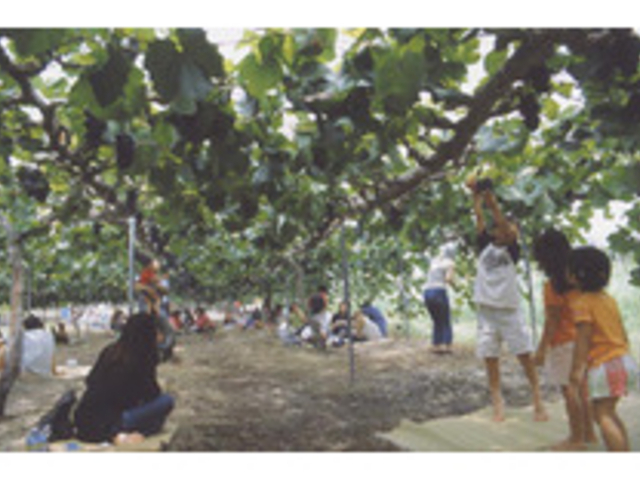 ����R�ό��Ԃǂ���