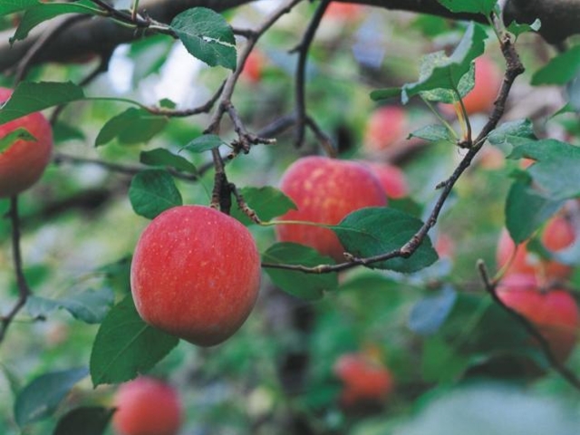 �_�c��񂲉��̎ʐ^1