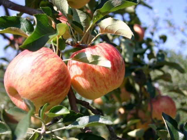 �_�c��񂲉�