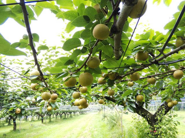 ��_SMILE-LABO HIROSHIMA