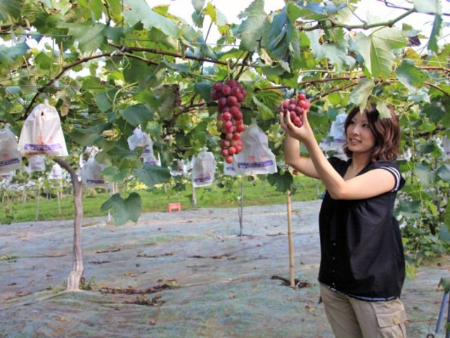 ����_�������􉀁^�Ԃǂ�