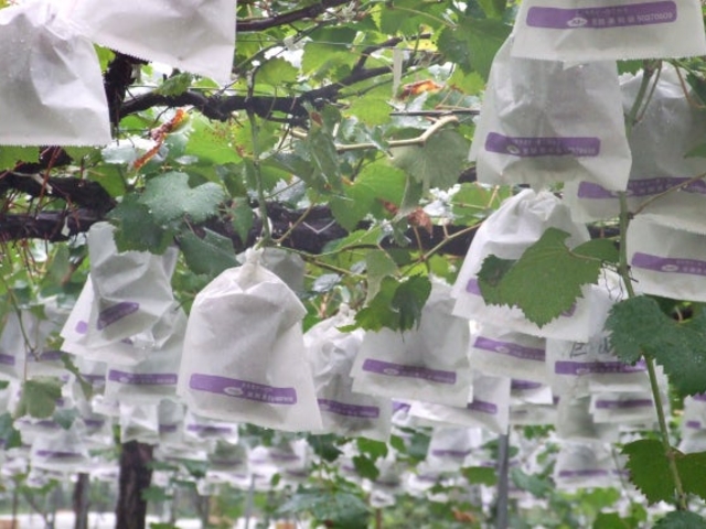 �������􉀁^�Ԃǂ�