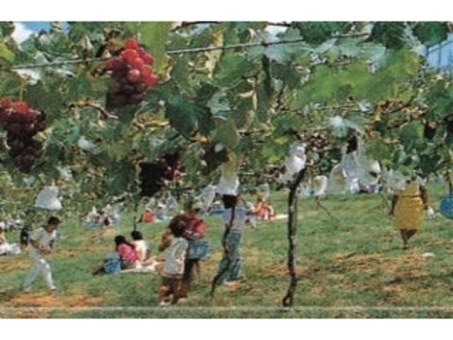 �x�i�L�Ԃǂ����^�Ԃǂ��̎ʐ^1