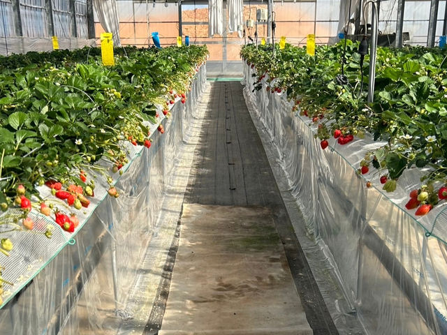 �Ԃ���t���[�c�����h