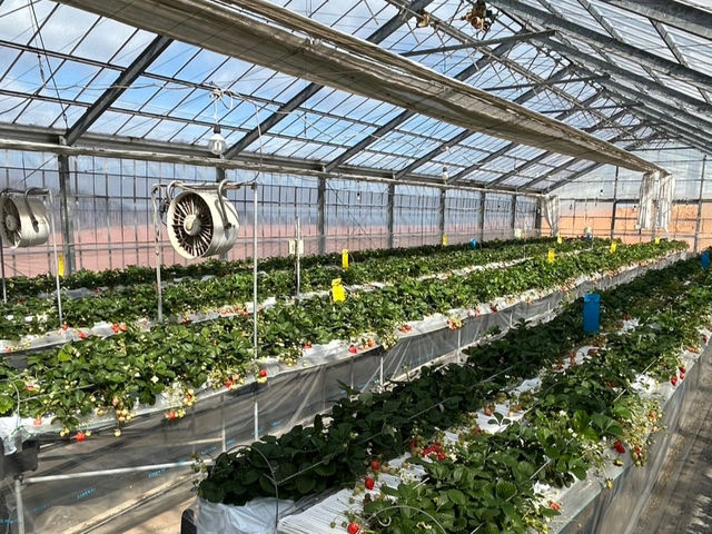 �Ԃ���t���[�c�����h