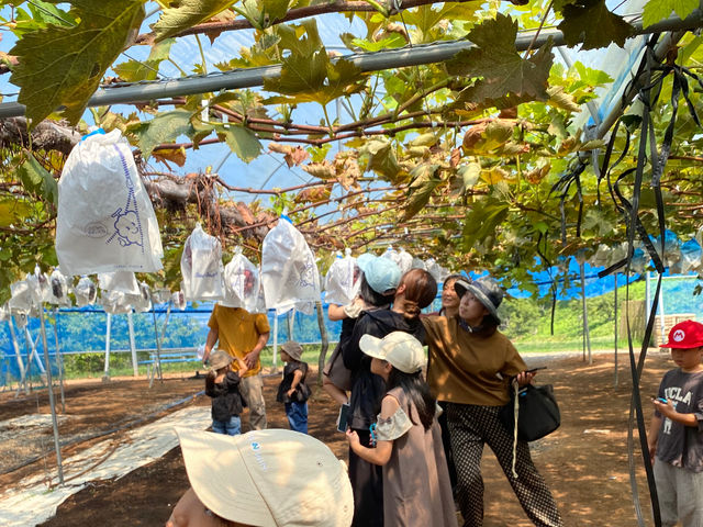 �Ԃ���t���[�c�����h