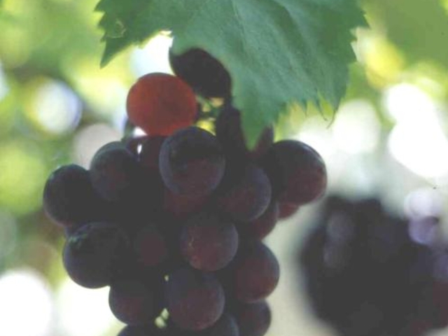 �Ԃǂ�_�Ԃǂ����