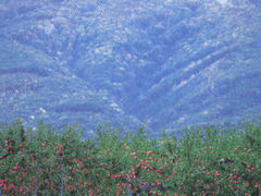 岩木山観光りんご園の写真1