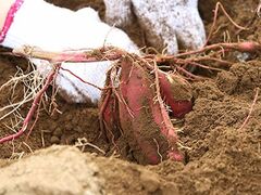 �v�q�������ق�ό��_���̎ʐ^1