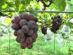 ���R�_���i�䏊�ό��g���j�̎ʐ^