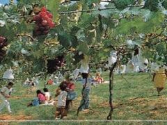 �x�i�L�Ԃǂ����^�Ԃǂ��̎ʐ^1