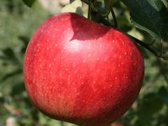 まるじゅんリンゴ園の写真1