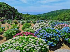 笠山観光農園あじさい園の写真1