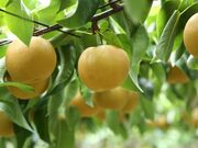 ����J�ʎ����̎ʐ^2