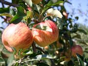 �_�c��񂲉��̎ʐ^2