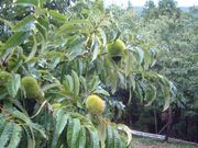 ��Ԋό��I���̎ʐ^1