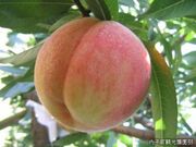 �����̎ʐ^1