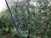 ���؎R�ό���񂲉��̎ʐ^1