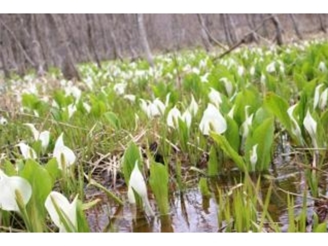 ���m�ԌQ���n�V����