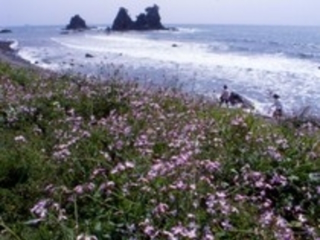 �^���C���V����