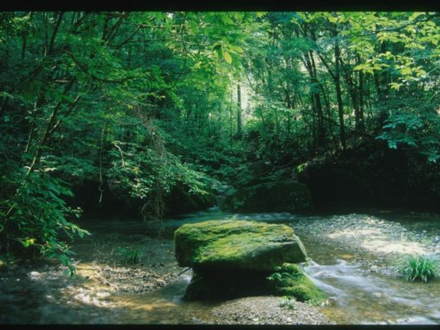 �I�v�̐X_�I�v�̐X