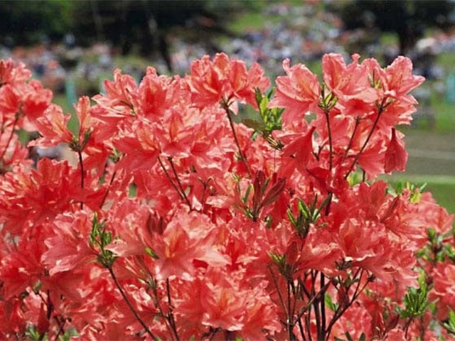 �e�a�썂���̃c�c�W�̎ʐ^1