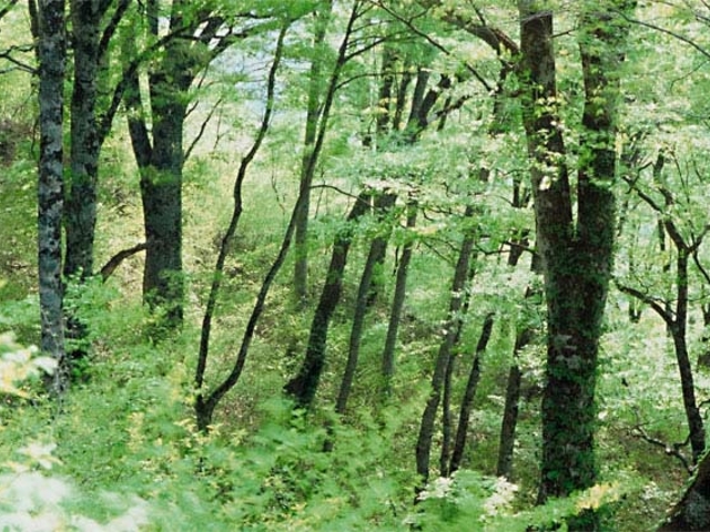 ����̃u�i�����т̎ʐ^1