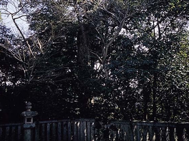 J_Ёi؍Η_ЁjC`CKVт̎ʐ^1