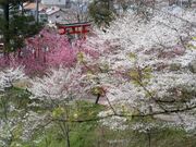 ���n�R�����̍��̎ʐ^2