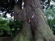 ���c�̑吙�̎ʐ^1