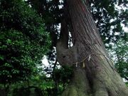 ���c�̑吙�̎ʐ^2