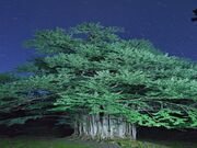 ����̑�J�c���̎ʐ^1