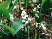 �f�R�X�Y�����Q���̎ʐ^1