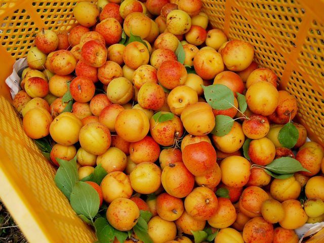 �R���s���Y�H�|�� ���񂸂̋u