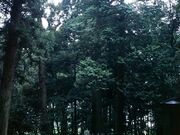 �ԁX�c�����{�̃X�M�̎ʐ^1