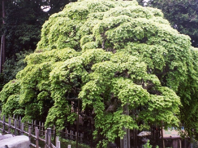 �K�_�_�Ђ̃V�_���A�J�V�f�̎ʐ^1