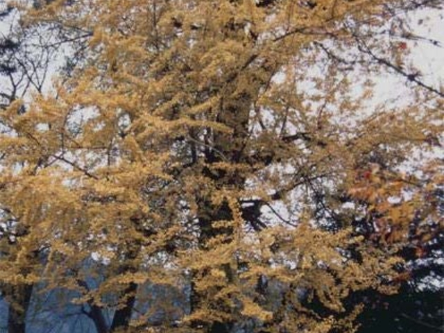 �F��\�񏊐_�Ђ̃��b�p�C�`���E�̎ʐ^1