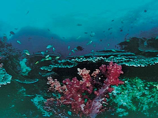 �F�a�C�C�����