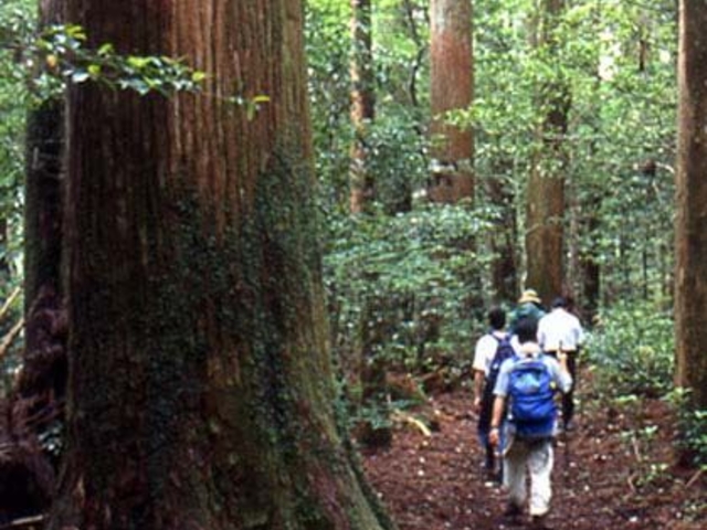 ���������̎ʐ^1