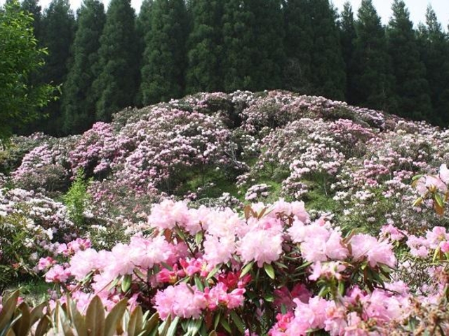 �~���V�m�V���N�i�Q��