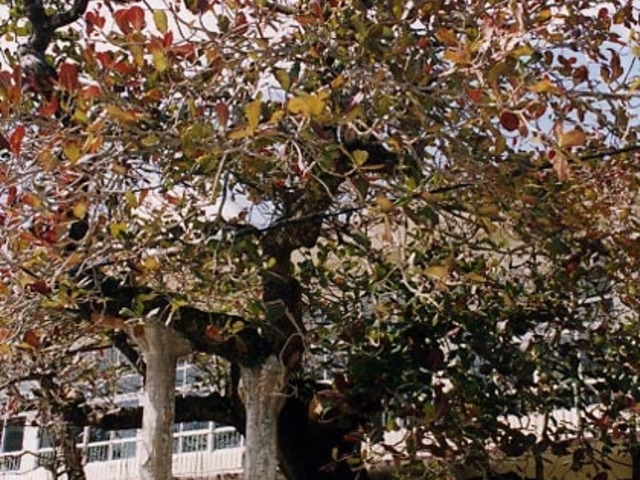 �����̃R�o�e�C�V