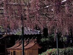 �Z�g�_�Ђ̃t�W�̎ʐ^1