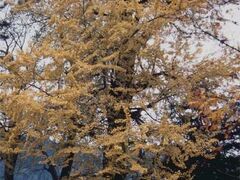 �F��\�񏊐_�Ђ̃��b�p�C�`���E�̎ʐ^1