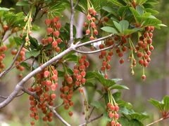 �c��R�̃h�E�_���c�c�W�̎ʐ^1