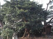 ���_�Ђ̃C�k�O�X�̎ʐ^1