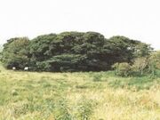 ���҃P�X�̎ʐ^1