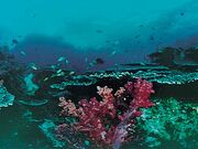 �F�a�C�C������̎ʐ^1