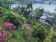 ���˃c�c�W�̎ʐ^1