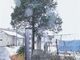 �o�̓��c�_�̎ʐ^2