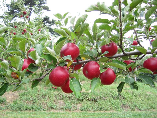 ��񂲂₳��̑�r�_��